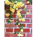 Garden® Imported Creeper Rose Flower Seeds For Gardening | Pack Of 50 to 60 Seeds (Yellow)