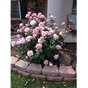 Garden® Imported Creeper Rose Flower Seeds For Gardening | Pack Of 50 to 60 Seeds (Light Pink)