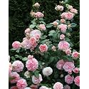 Garden® Imported Creeper Rose Flower Seeds For Gardening | Pack Of 50 to 60 Seeds (Peach)