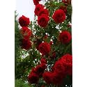 Garden® Imported Creeper Rose Flower Seeds For Gardening | Pack Of 50 to 60 Seeds (Dark Red)