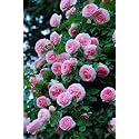 Garden® Imported Creeper Rose Flower Seeds For Gardening | Pack Of 50 to 60 Seeds (Pink &amp; Light Pink)