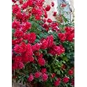 Garden® Imported Creeper Rose Flower Seeds For Gardening | Pack Of 50 to 60 Seeds (Dark Pink)