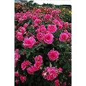 Garden® Imported Creeper Rose Flower Seeds For Gardening | Pack Of 50 to 60 Seeds (Magenta)