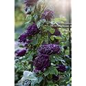 Garden® Imported Creeper Rose Flower Seeds For Gardening | Pack Of 50 to 60 Seeds (Dark Purple)