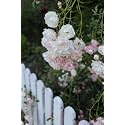 Garden® Imported Creeper Rose Flower Seeds For Gardening | Pack Of 50 to 60 Seeds (White)