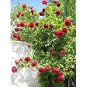 Garden® Imported Creeper Rose Flower Seeds For Gardening | Pack Of 50 to 60 Seeds (Red)