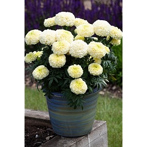 Genda Phool African Marigold Live Plant