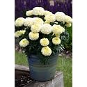 Genda Phool African Marigold Live Plant 