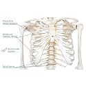 GLAB INDIA Medical Quality Articulated Human Skeleton Model � 5.6 Feet Tall � Anatomically Correct � Casted From Real Human Bones