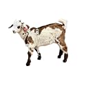 Asatre Goat Harness - Adjustable Livestock Harness - Small