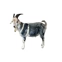 Asatre Goat Harness - Adjustable Soft Fleece Lined Livestock Harness - Large