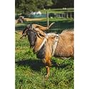 Asatre Goat Harness - Adjustable Livestock Harness – X-Large