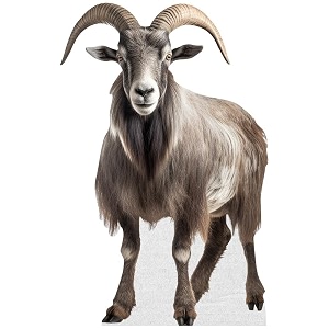 Goat - Life Size Cardboard Cutout Standup