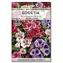Navika Seeds ; Grow with Us Godetia Flower Seeds,Perfect for Home &amp; Terrace Gardening Winter &amp; Summer Blooms in India-Includes Free E-Book for Kitchen,Backyard,Gardening &amp; Planting.High Germination