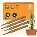 GOLD DUST Moss Sticks for Plants, 2 Feet (Pack of 4), Money Plant Holder, Money Plant Support Stick, Coir Stick for Plants, Coir Pole