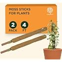 GOLD DUST Moss Sticks for Plants, 4ft (Pack of 2), Money Plant Support Stick, Money Plant Holder, Coir Stick for Plants, Coir Pole