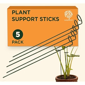gold dust plant support 18 inch 15 ft pack of 5 sticks for plants plant holders for balcony plant holder stick garden stakes metal money plant support stick