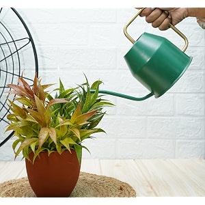gold dust watering can for plants and garden - 09 lt green water can for garden equipment