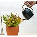 Gold Dust Plant Watering Can, Watering Can for Plants, Garden Watering Can, Water Can for Plants, Watering Cans, Watering Equipment for Garden (Black (0.9 Lt))