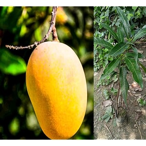 gold nugget mango plant fruit after 2-3 years hybrid 1 healthy live plant grafted plant 2-3 feet height pb_61