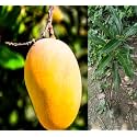 Gold Nugget Mango Plant Fruit After 2-3 Years Hybrid 1 Healthy Live Plant (Grafted Plant, 2-3 Feet Height) PB_61