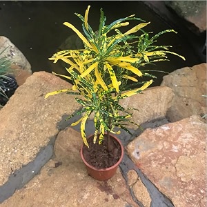 golden bloom croton gold dust mammy croton decorative plant 34 hybrid - 1 healthy live easy to grow real indoor plant for home living room office39 15-2 ft height in nursery grow bag for home garden