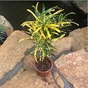 Golden Bloom croton gold dust Mammy Croton Decorative Plant " hybrid - 1 Healthy Live Easy to Grow Real Indoor Plant for Home, Living Room Office,' 1.5-2 Ft Height in Nursery Grow Bag for Home Garden