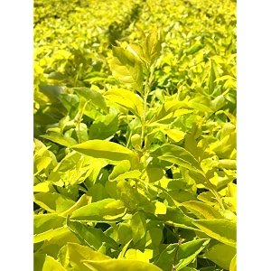golden bloom durantaduranta34occidentalis -1 healthy live super exotic ornamental plant indooroutdoor -1-15 ft height in nursery grow bag for home garden