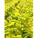 Golden Bloom Duranta/Duranta"Occidentalis -1 Healthy Live Super Exotic Ornamental Plant Indoor/Outdoor -1-1.5 Ft Height in Nursery Grow Bag for Home Garden