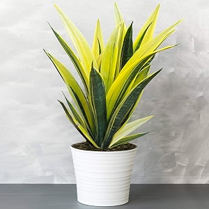 golden bloom golden snake plant decorative plant 34 hybrid - 1 healthy live easy to grow real indoor plant for home living room office39 15-2 ft height in nursery grow bag for home garden