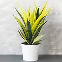 Golden Bloom Golden Snake Plant Decorative Plant " hybrid - 1 Healthy Live Easy to Grow Real Indoor Plant for Home, Living Room Office,' 1.5-2 Ft Height in Nursery Grow Bag for Home Garden