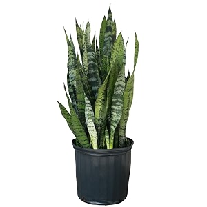 golden bloom snake plant  good luck snake plant  snake plant indoor live plant snake plant  office desk balcony  indoor plants for living room  indoor plant  snake plant