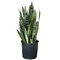 Golden Bloom Snake Plant | Good Luck Snake Plant | Snake plant indoor live plant| Snake plant | Office Desk Balcony | indoor plants for living room | indoor plant | snake plant