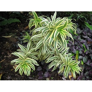 golden bloom song of india plant indoor live exotic song of india most adaptable of houseplants 1 healthy live plant