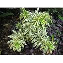 Golden Bloom Song of India Plant Indoor Live Exotic Song Of India Most Adaptable Of Houseplants, (1 Healthy Live Plant)