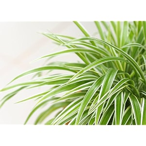 golden bloom spider chlorophytum easiest indoor plants to maintain indooroutdoor air purifierpack of 1 healthy live plant