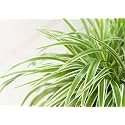 Golden Bloom Spider (Chlorophytum) Easiest Indoor Plants To Maintain Indoor/Outdoor Air Purifier(Pack of 1 Healthy Live Plant)