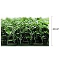 Artificial Wall Grass for Home Decoration (8 Pcs) I Grass Mat for Wall I Vertical Garden Artificial Plants (Green with White Flowers, 60cm X 40cm X 8cm, Plastic, Pack of 8)