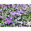 Artificial Wall Grass for Home Decoration (12 Pcs) I Grass Mat for Wall I Vertical Garden Artificial Plants (Purple, 50cm X 50cm X 8cm, Plastic, Pack of 12)