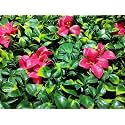 Artificial Wall Grass for Home Decoration (13 Pcs) I Grass Mat for Wall I Vertical Garden Artificial Plants(Lemon Green with Large Red Flowers, 50cm X 50cm X 5cm, Plastic, Pack of 13)