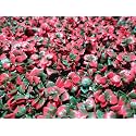 Artificial Wall Grass for Home Decoration (8 Pcs) I Grass Mat for Wall I Vertical Garden Artificial Plants (Red, 50cm X 50cm X 8cm, Plastic, Pack of 8)