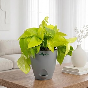 Golden Money Plant Air Purifying Indoor Live
