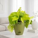 Golden Money Plant Air Purifying Indoor Live