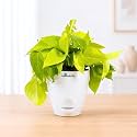 Golden Money Plant Air Purifying Indoor Live