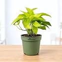 Golden Money Plant with Grow Pot 