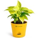 Golden Money Plant Indoor Live Plant with