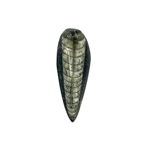 the crystal hub - orthoceras fossil pendant kuber finance success crystal natural locket with chain for girls fossil stone