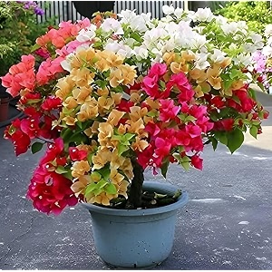 Grafted bougainvillea plant live live plant for