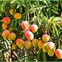 GRAFTED HADEN MANGO LIVE PLANT Hybrid Size