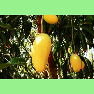 GRAFTED Honey-Ataulfo mango live plant Hybrid Size